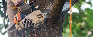 How Our Tree Care Process Works  in  West Nyack, NY